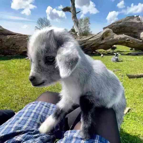 Prodám krásné nigerijské zakrslé kozy