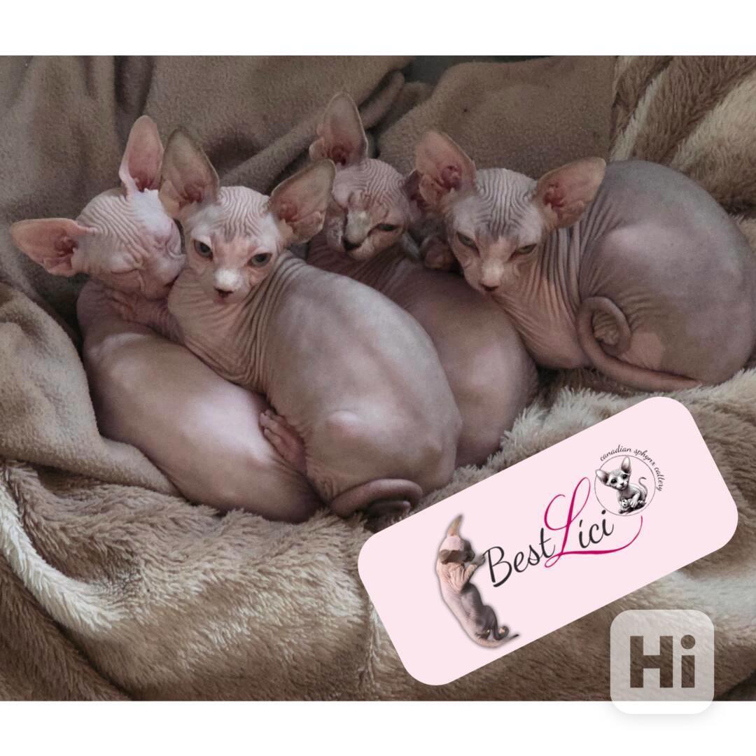 Koťátka kanadský sphynx s PP (testovaní rodiče) - foto 1