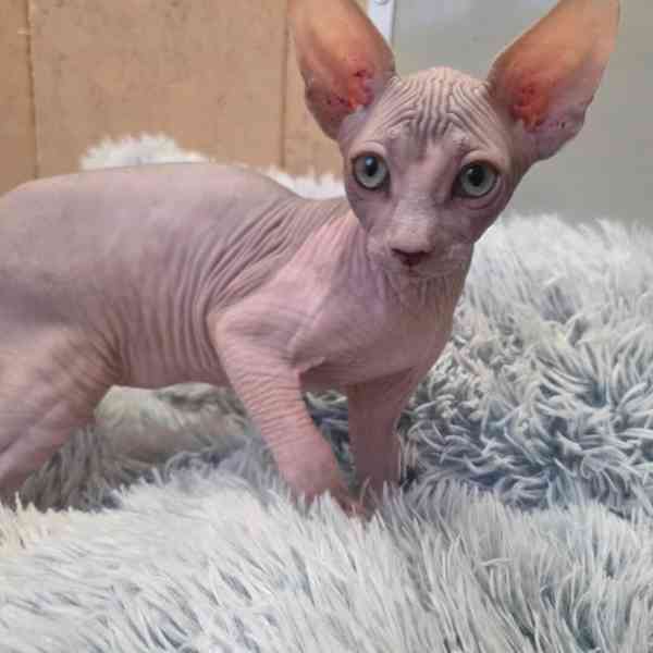 Koťátka kanadský sphynx s PP (testovaní rodiče) - foto 2