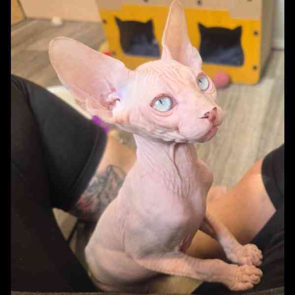 Koťátka kanadský sphynx s PP (testovaní rodiče) - foto 3