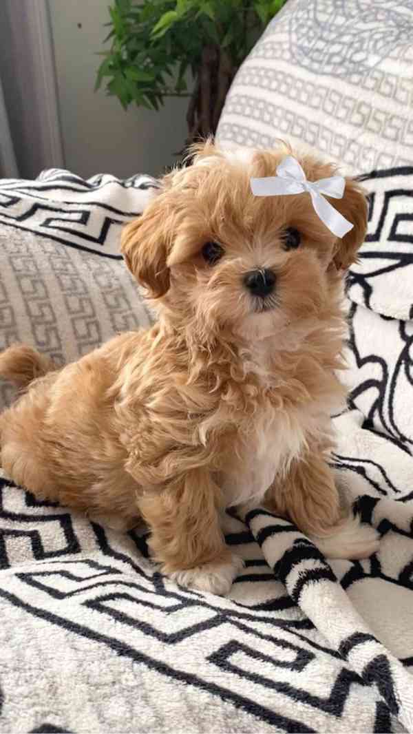 Krásná štěňátka pejska a fenky Maltipoo. - foto 3