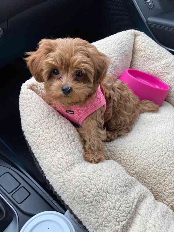 Krásná štěňátka pejska a fenky Maltipoo. - foto 2