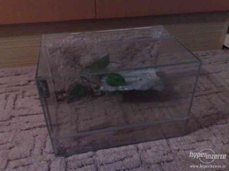 Prodám terária terárium 12kusů-levně - foto 2