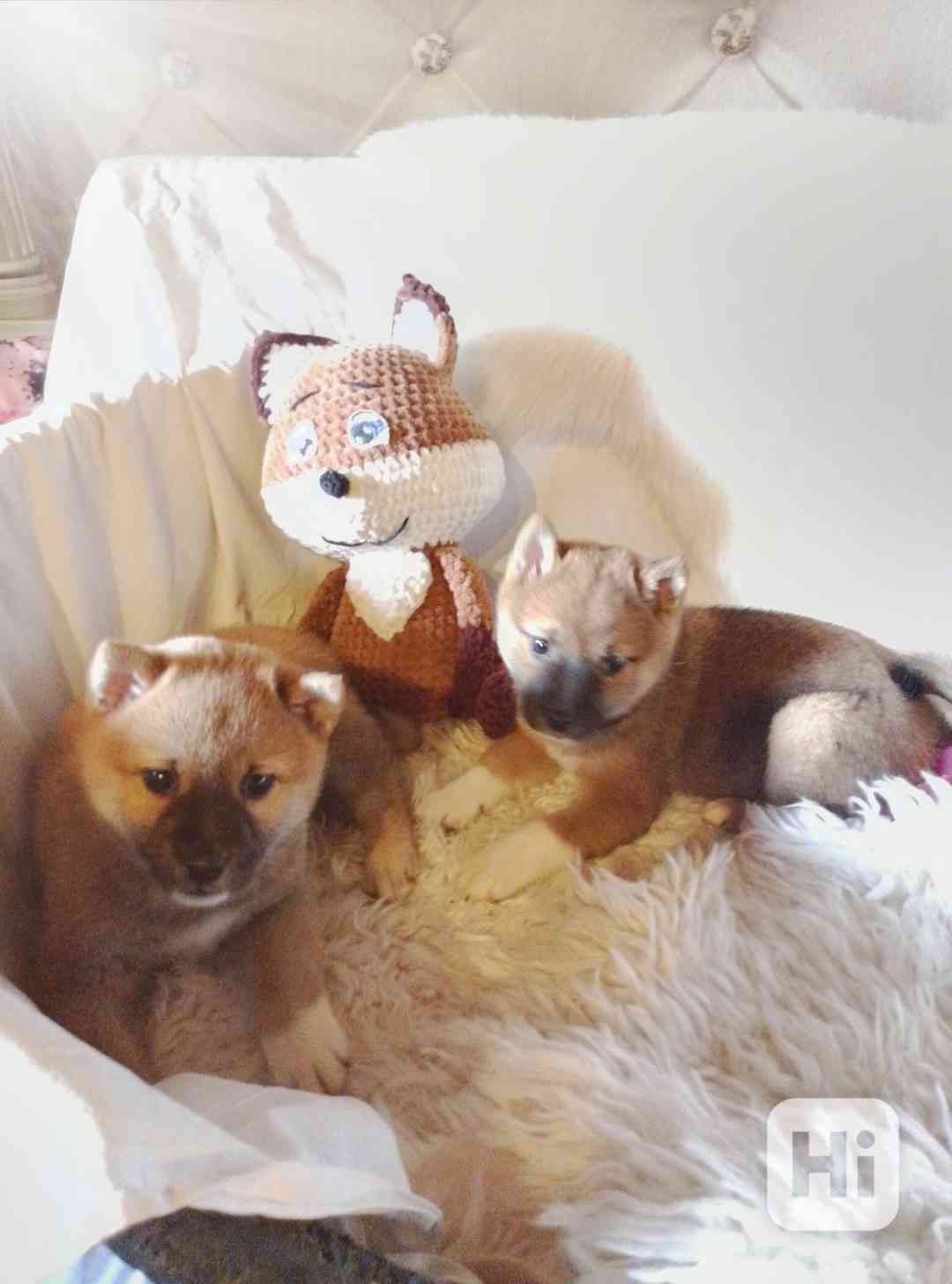 Shiba Inu  - foto 1