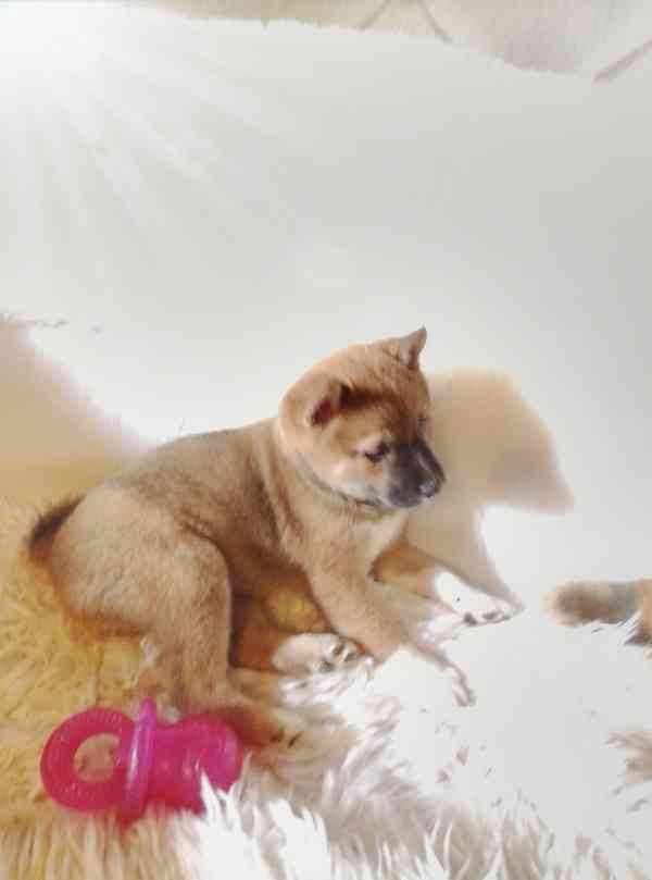 Shiba Inu  - foto 3