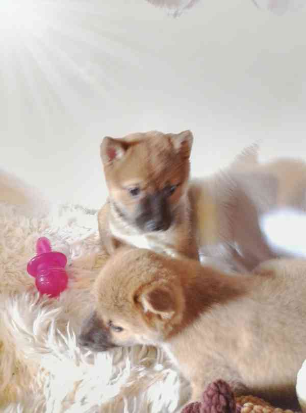 Shiba Inu  - foto 4