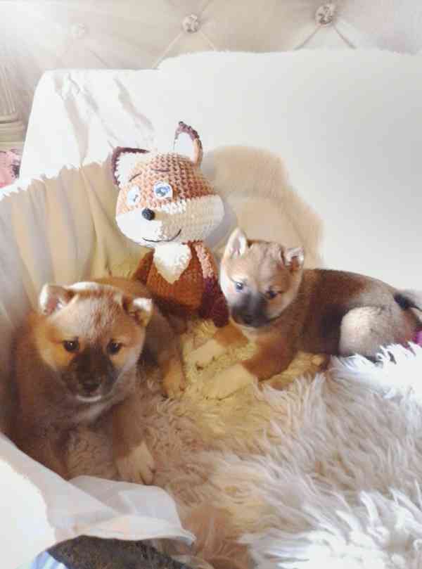 Shiba Inu  - foto 1