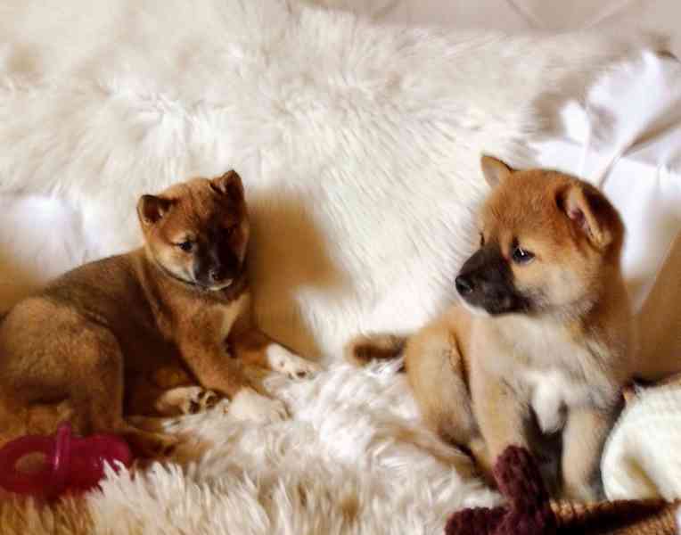 Shiba Inu  - foto 2