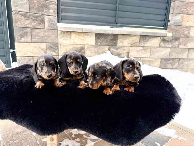 Jezevčík hladkosrstý trpasličí Merle  - foto 1