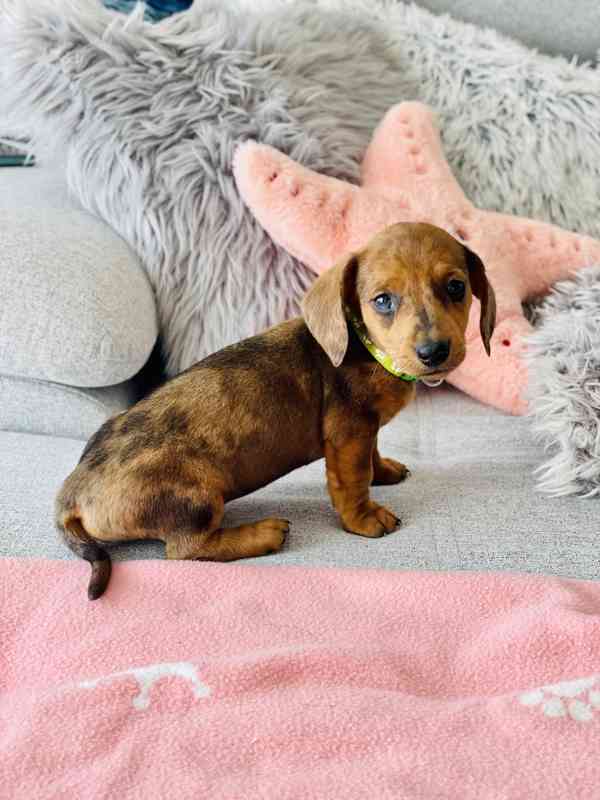 Jezevčík hladkosrstý trpasličí Merle  - foto 1