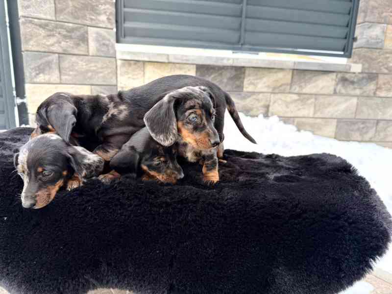 Jezevčík hladkosrstý trpasličí Merle  - foto 4