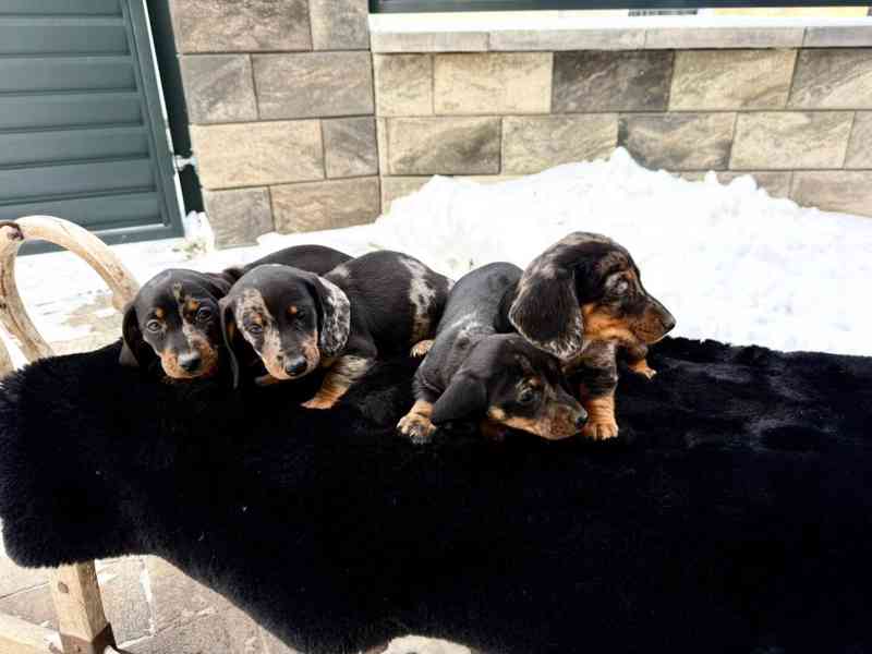 Jezevčík hladkosrstý trpasličí Merle  - foto 9