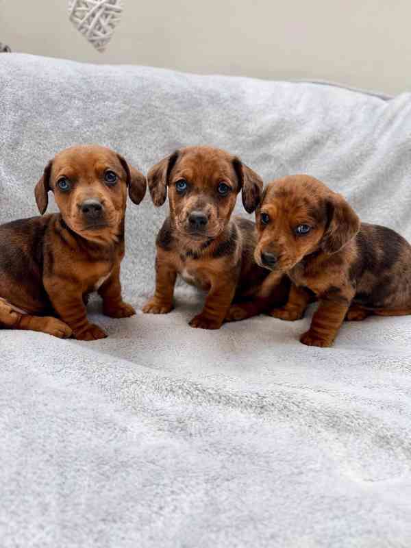 Jezevčík hladkosrstý trpasličí Merle  - foto 14