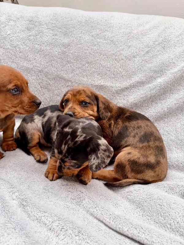 Jezevčík hladkosrstý trpasličí Merle  - foto 9