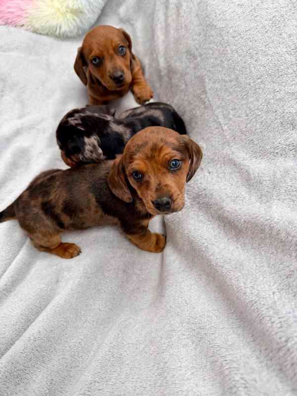 Jezevčík hladkosrstý trpasličí Merle  - foto 7