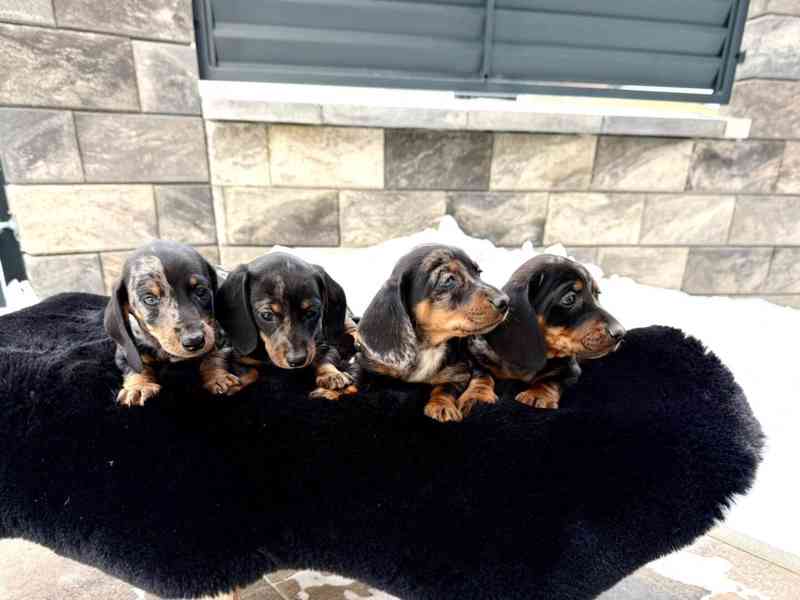 Jezevčík hladkosrstý trpasličí Merle  - foto 6