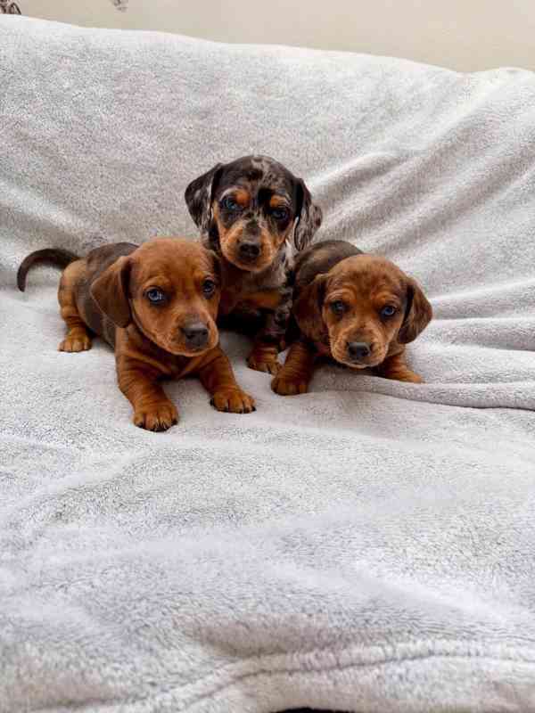 Jezevčík hladkosrstý trpasličí Merle  - foto 3