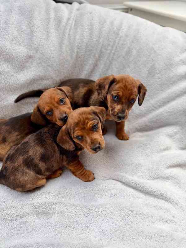 Jezevčík hladkosrstý trpasličí Merle  - foto 18