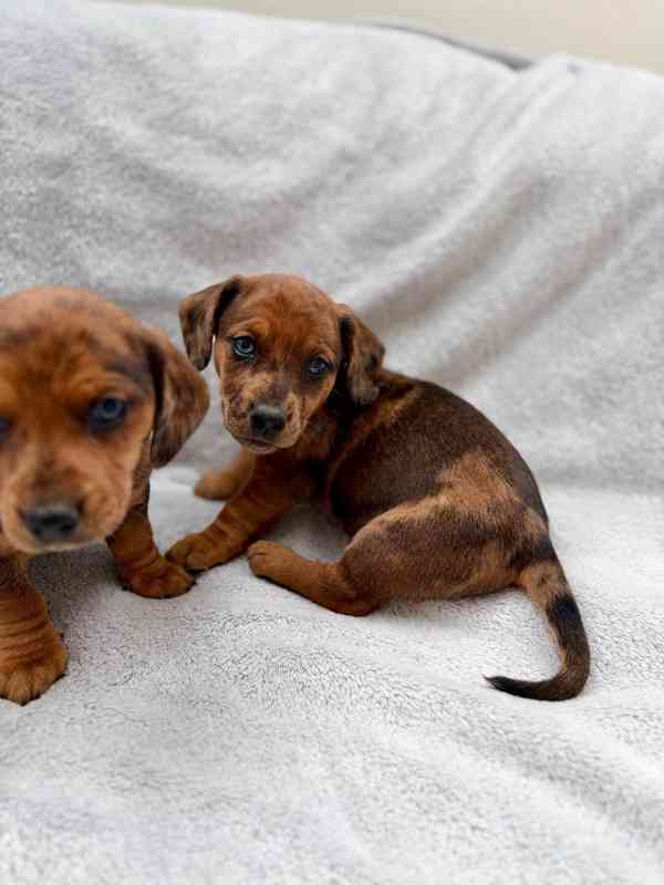 Jezevčík hladkosrstý trpasličí Merle  - foto 19