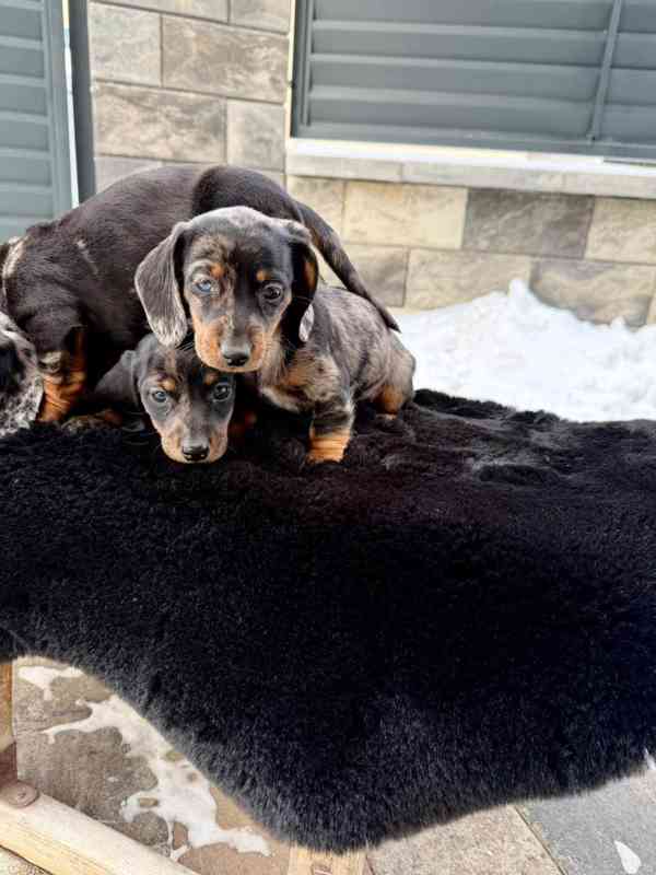 Jezevčík hladkosrstý trpasličí Merle  - foto 5