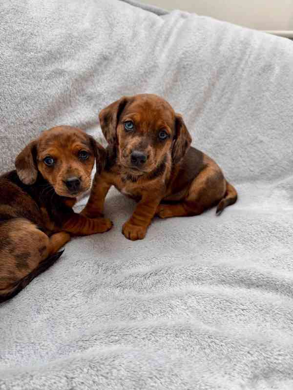 Jezevčík hladkosrstý trpasličí Merle  - foto 17