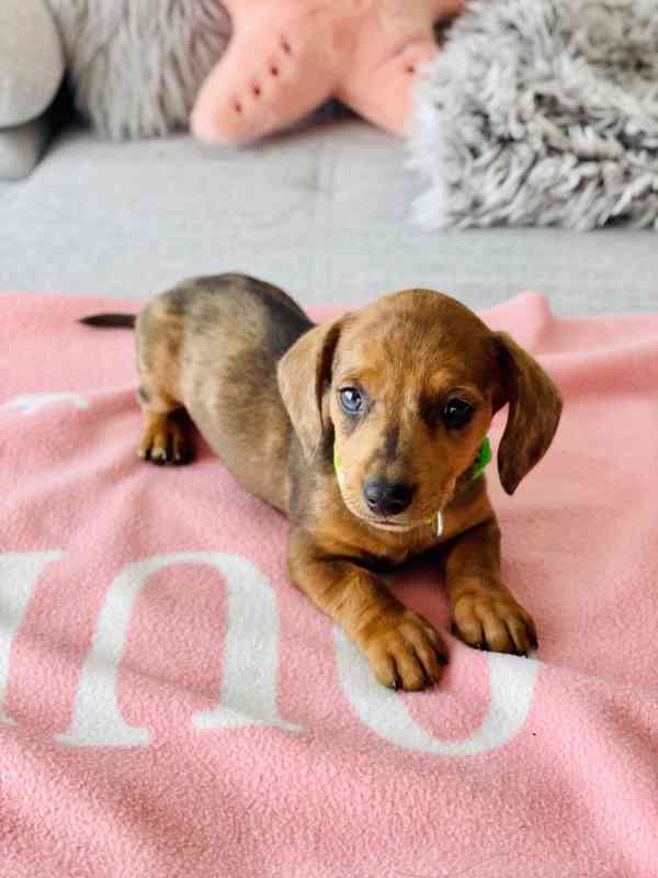 Jezevčík hladkosrstý trpasličí Merle  - foto 22