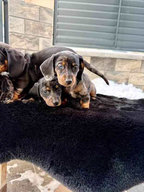 Jezevčík hladkosrstý trpasličí Merle  - foto 7