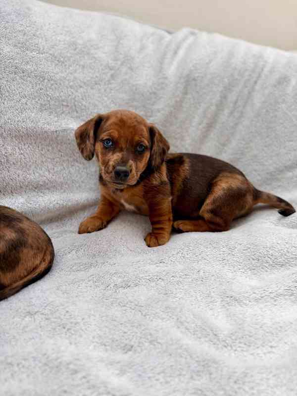 Jezevčík hladkosrstý trpasličí Merle  - foto 12