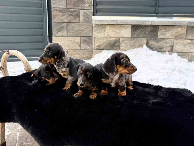 Jezevčík hladkosrstý trpasličí Merle  - foto 3