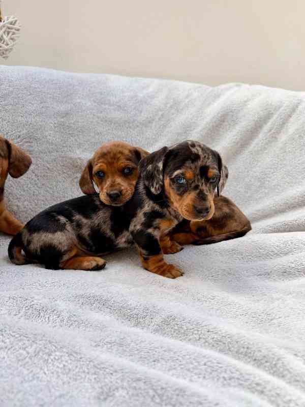 Jezevčík hladkosrstý trpasličí Merle  - foto 11