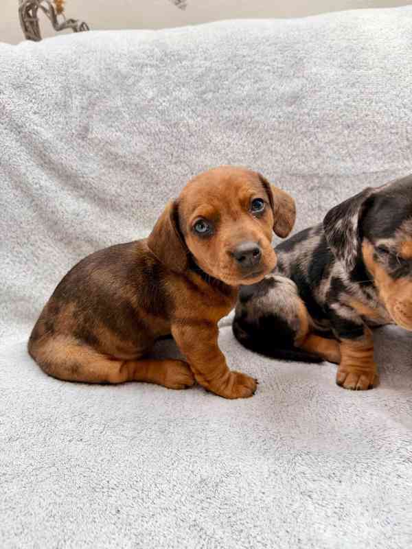 Jezevčík hladkosrstý trpasličí Merle  - foto 10