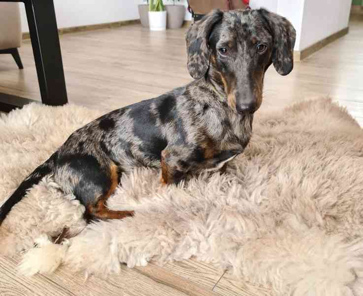 Jezevčík hladkosrstý trpasličí Merle  - foto 10