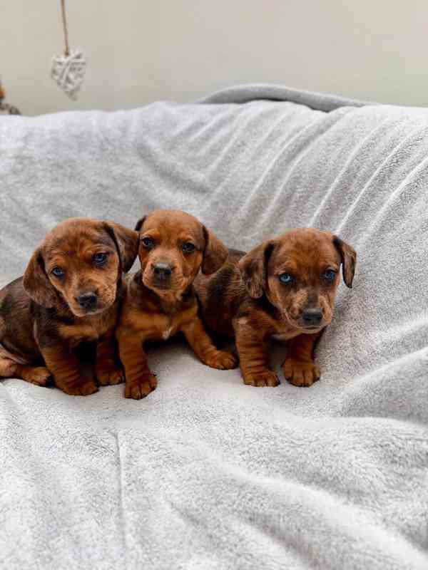 Jezevčík hladkosrstý trpasličí Merle  - foto 16