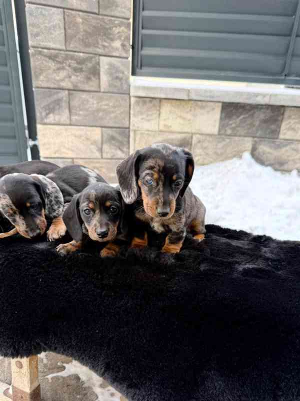 Jezevčík hladkosrstý trpasličí Merle  - foto 2