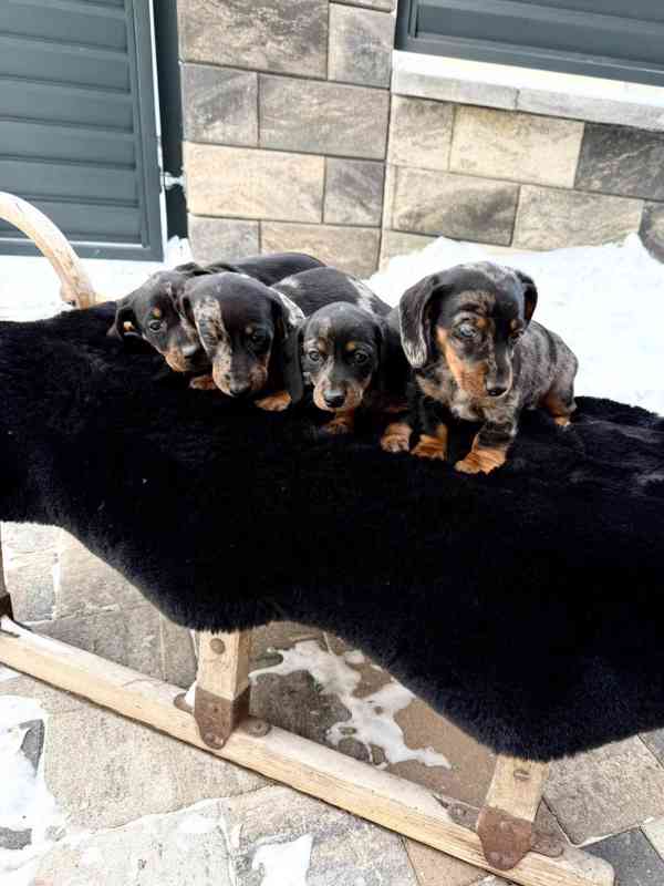 Jezevčík hladkosrstý trpasličí Merle  - foto 8