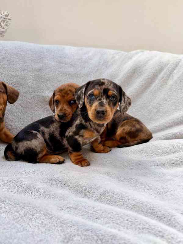 Jezevčík hladkosrstý trpasličí Merle  - foto 8