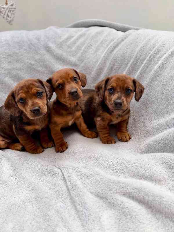 Jezevčík hladkosrstý trpasličí Merle  - foto 15