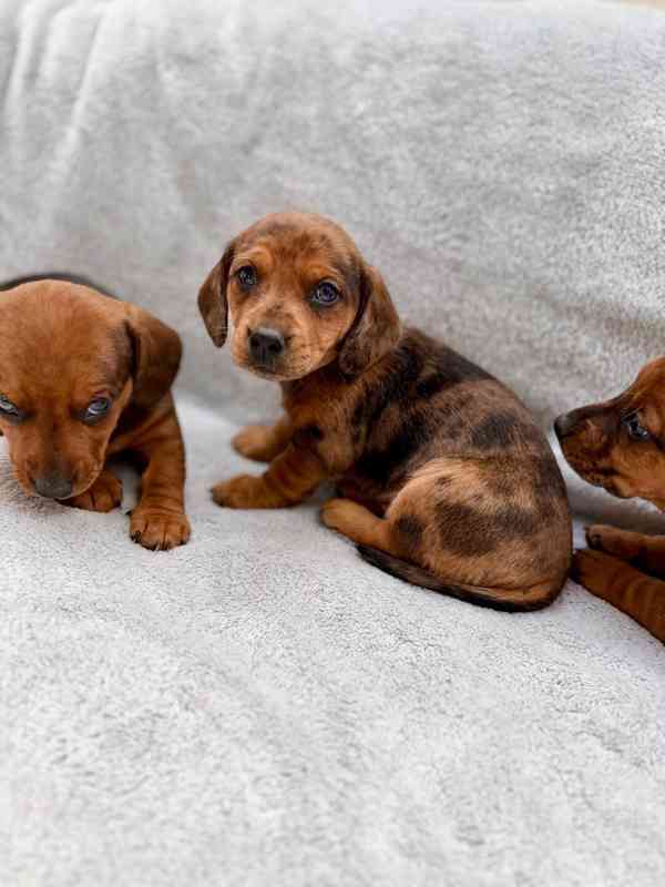 Jezevčík hladkosrstý trpasličí Merle  - foto 5