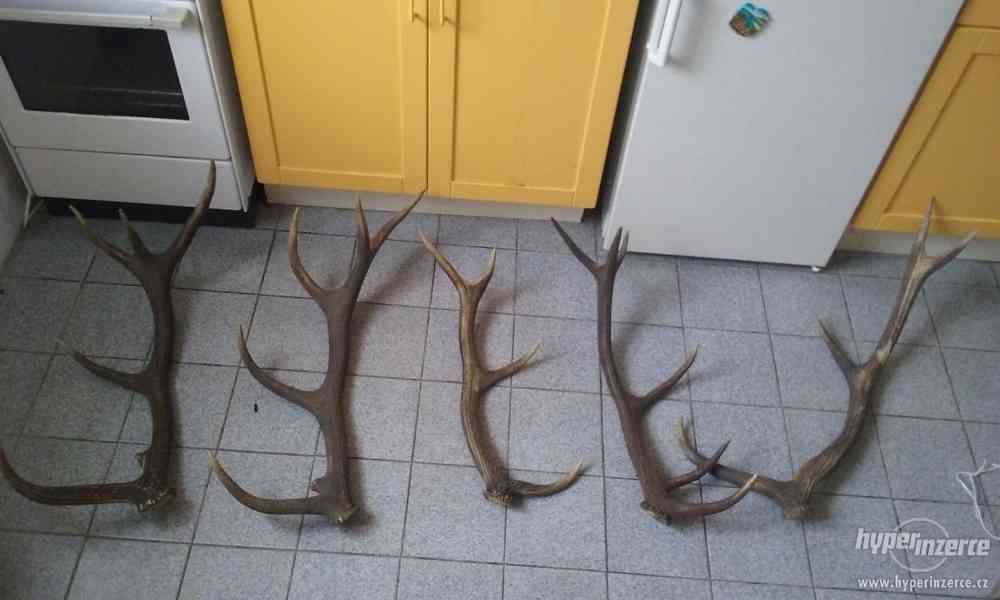 Koupím parohy, paroží z jelena, srnce, daňka.. bazar Hyperinzerce.cz