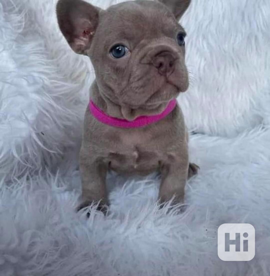 Štěňata francouzského buldočka:WhatsApp:+34 691 11 04 90‬ po - foto 1