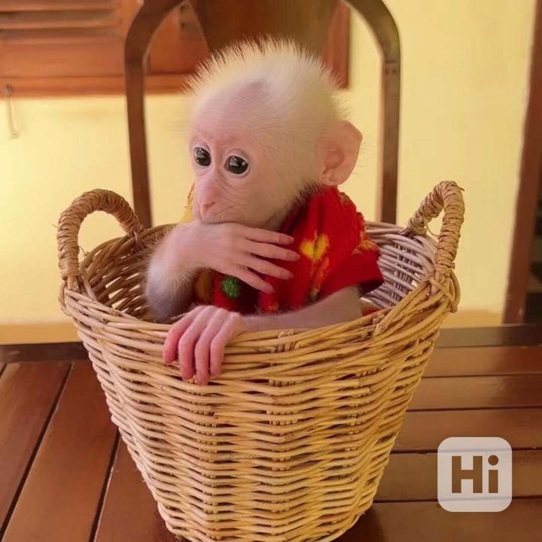 🐒 Vynikající kapucínské opice na prodej – chytré, milé a př - foto 1