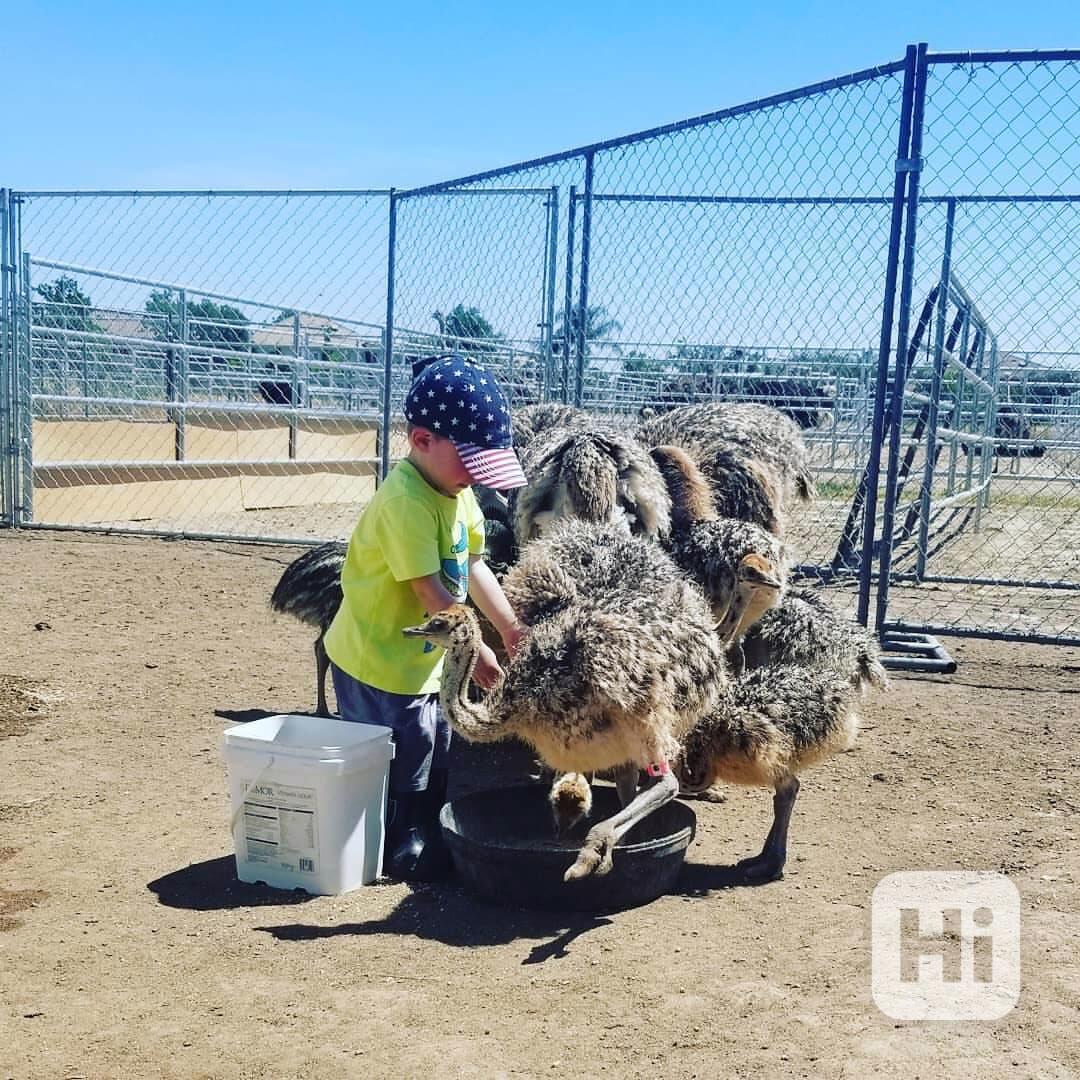 🪶 Pštrosi na prodej - foto 1