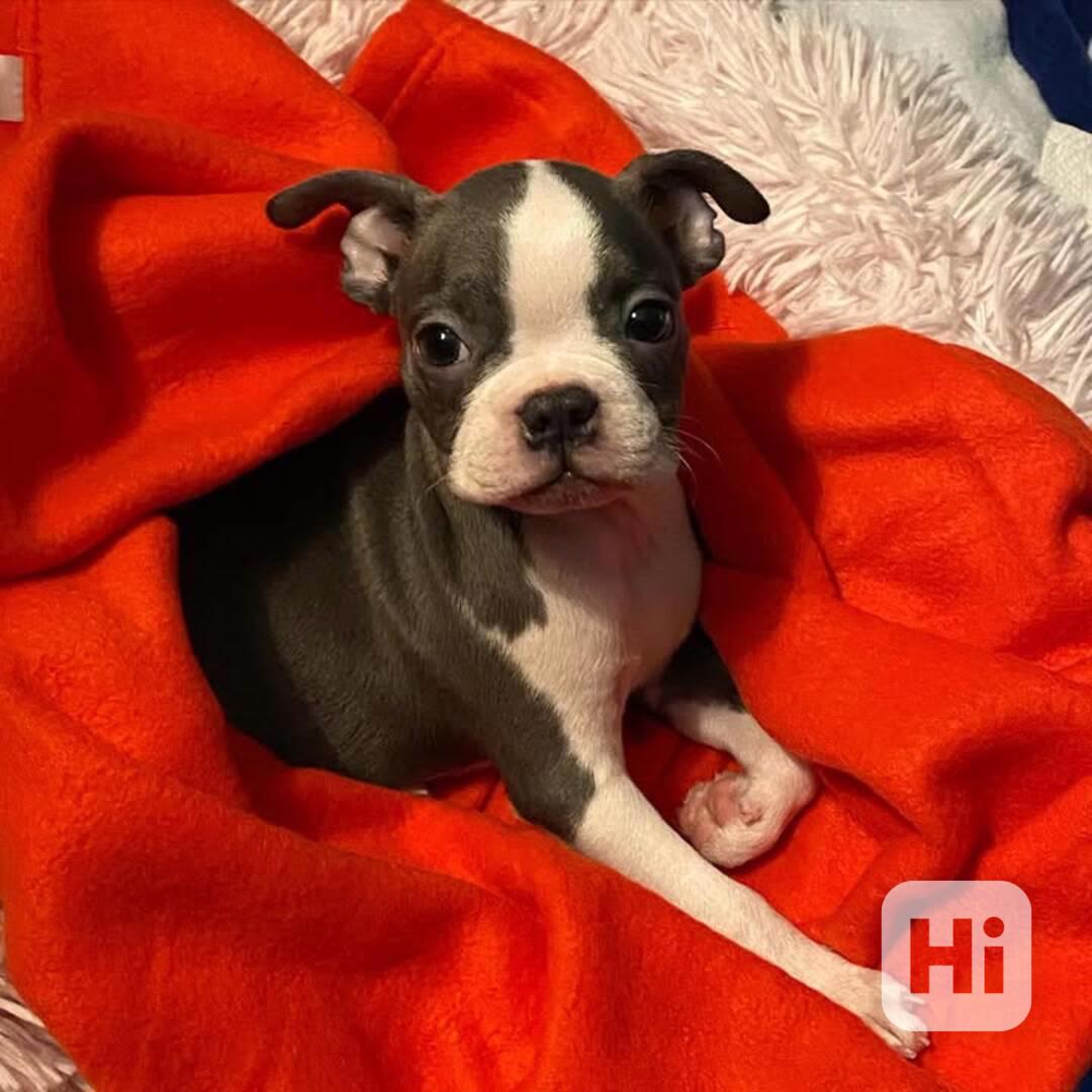 🏡 Hledá svou trvalou rodinu! 🐾 - foto 1