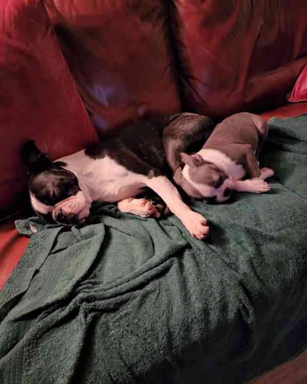 🏡 Hledá svou trvalou rodinu! 🐾 - foto 4