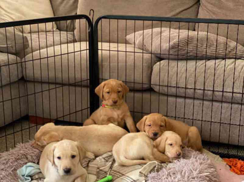 Přátelská štěňata labradora – čokoládová, černá a žlutá  Šťa - foto 2
