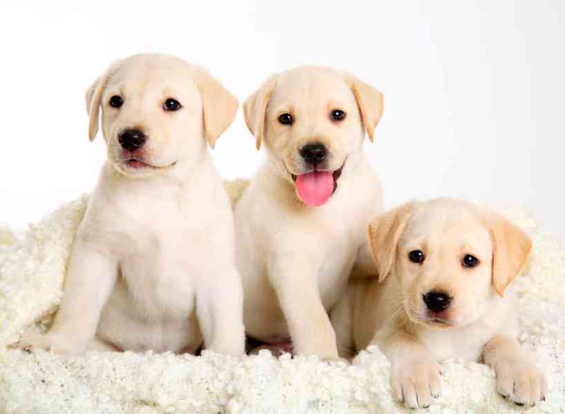 Přátelská štěňata labradora – čokoládová, černá a žlutá  Šťa - foto 3