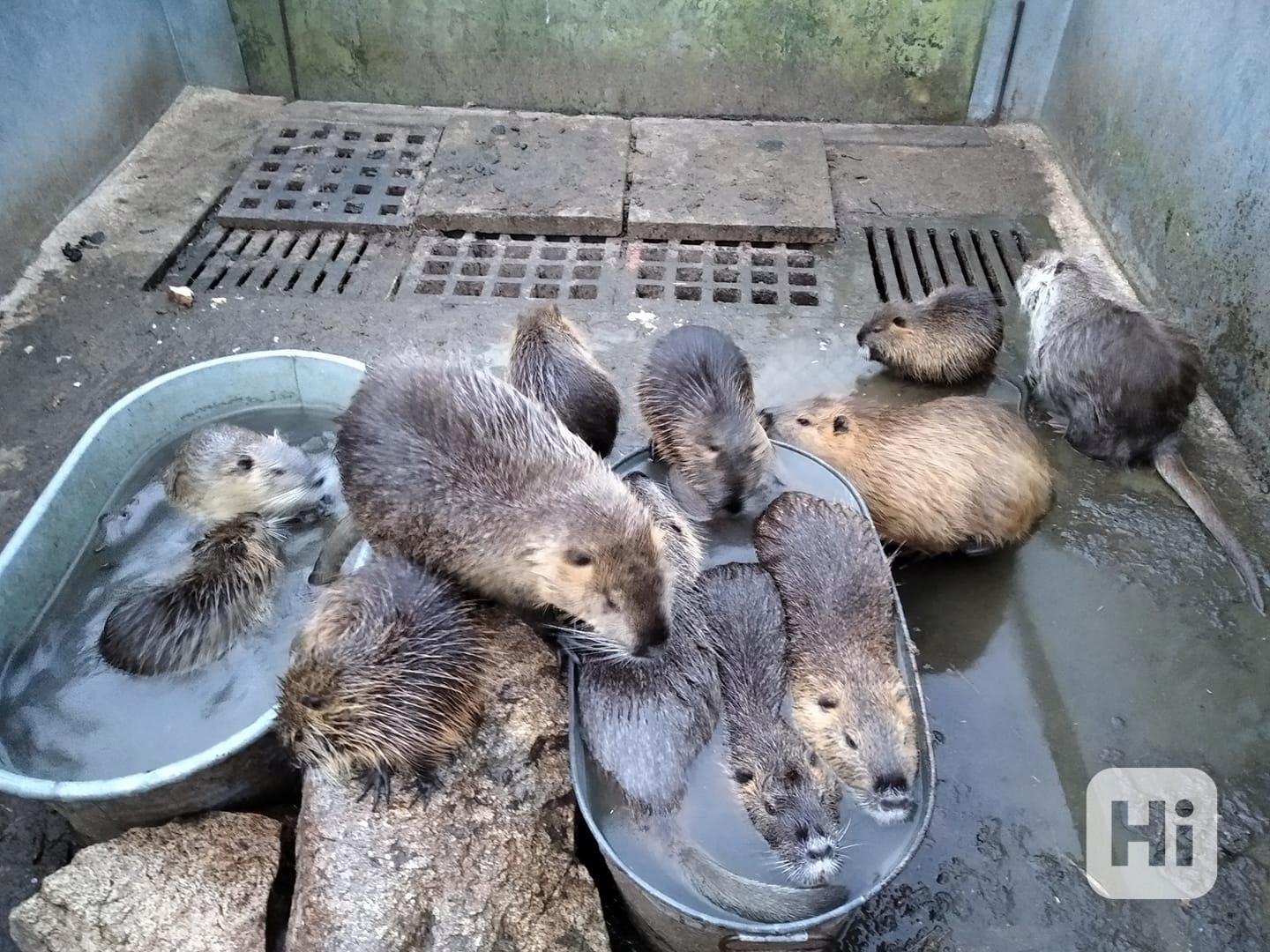Nutrie - chovná skupina i po kusech - foto 1