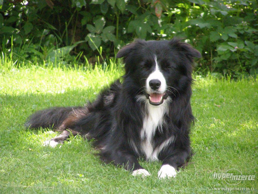 Border kolie pes ke krytí bez PP - foto 1