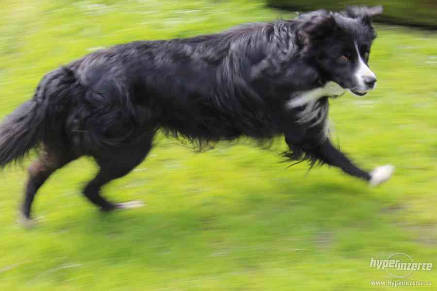 Border kolie pes ke krytí bez PP - foto 2