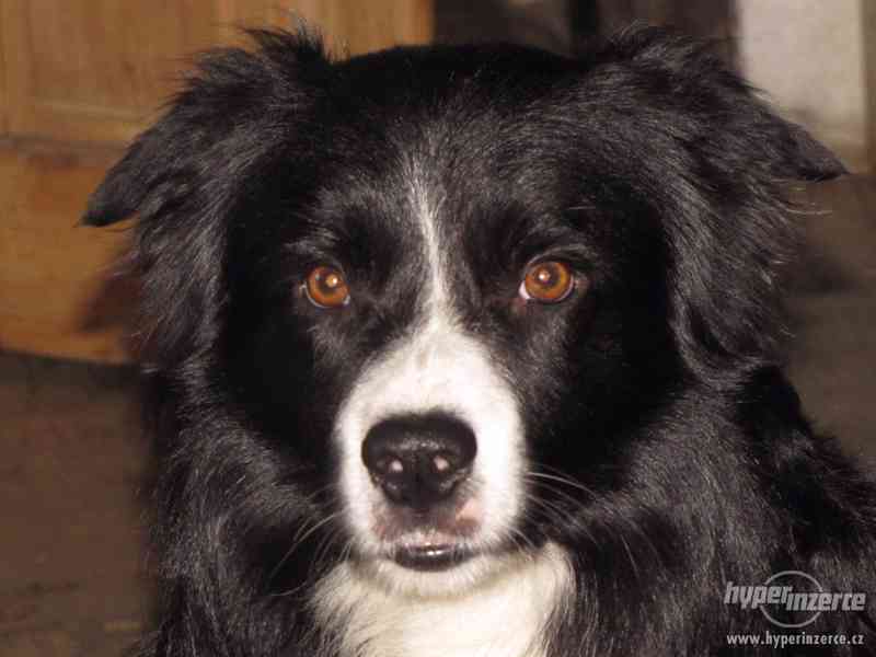 Border kolie pes ke krytí bez PP - foto 3